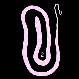 hentai Sea snake